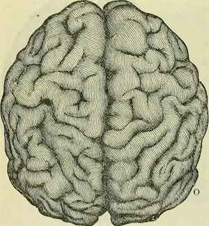 Brain