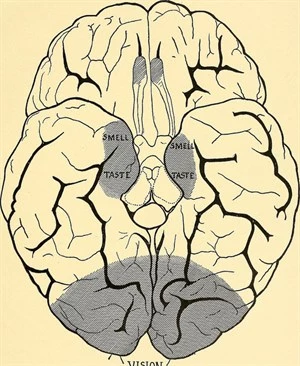 The Brain